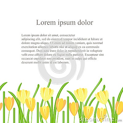 Crocus seamless background. Yellow spring flowers, green leaves on white background, Spring design, Lorem ips Vector Illustration